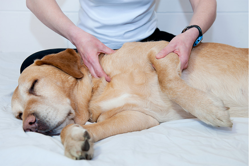Is Animal Massage Right for Your Pet?