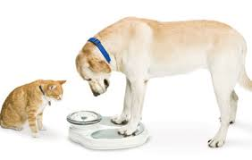 Is your pet overweight?  Consider a New Year’s resolution for your Pet.